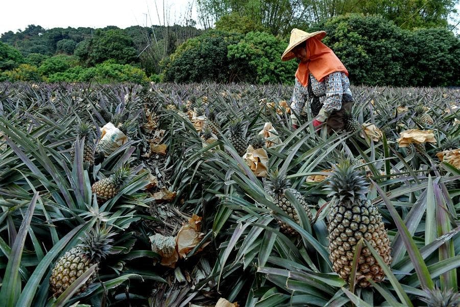 Ananas hasatı yapan kadın çiftçi.