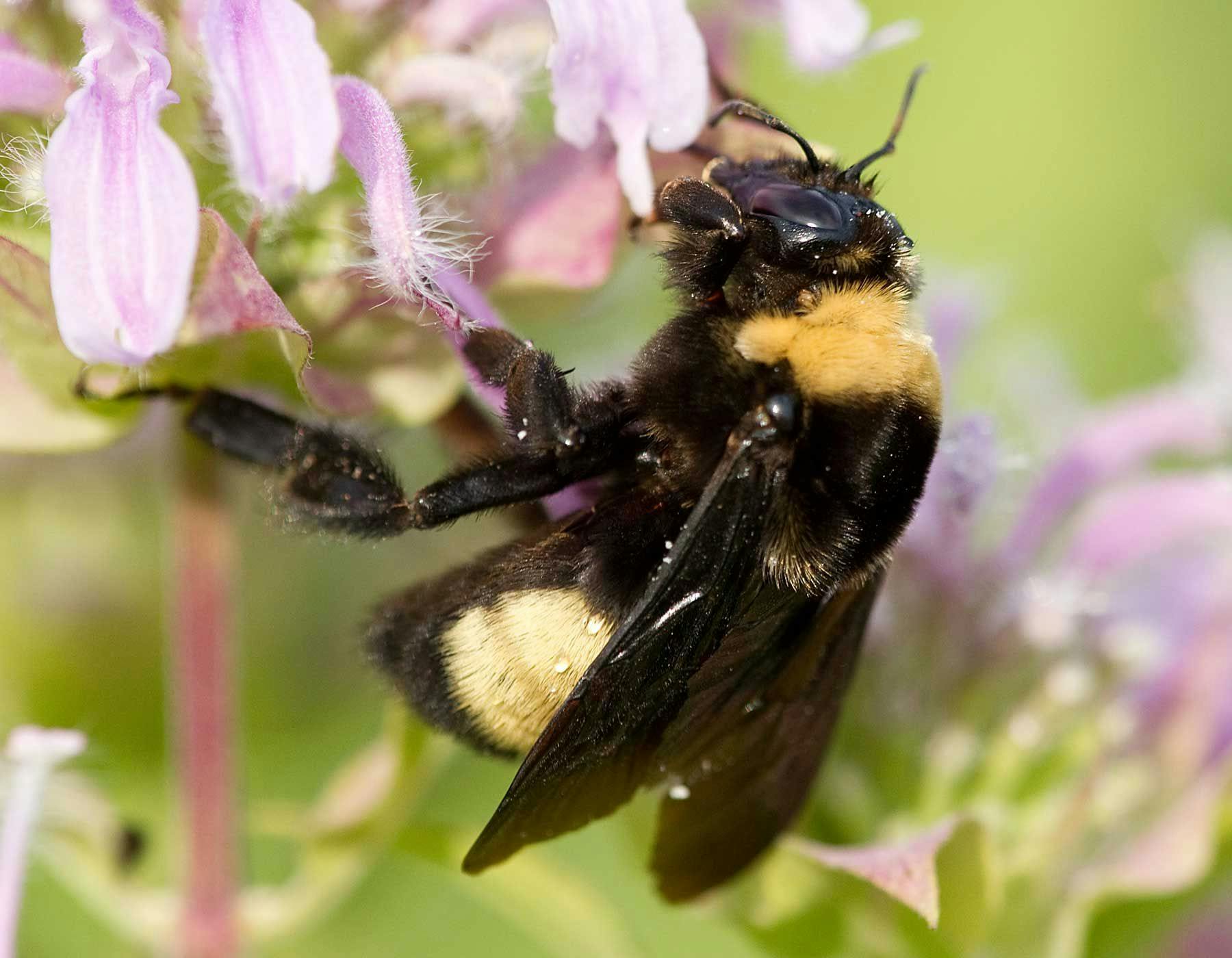 Bombus arısı