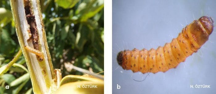 Ağaç sarıkurdu’nun genç ve olgun larvası