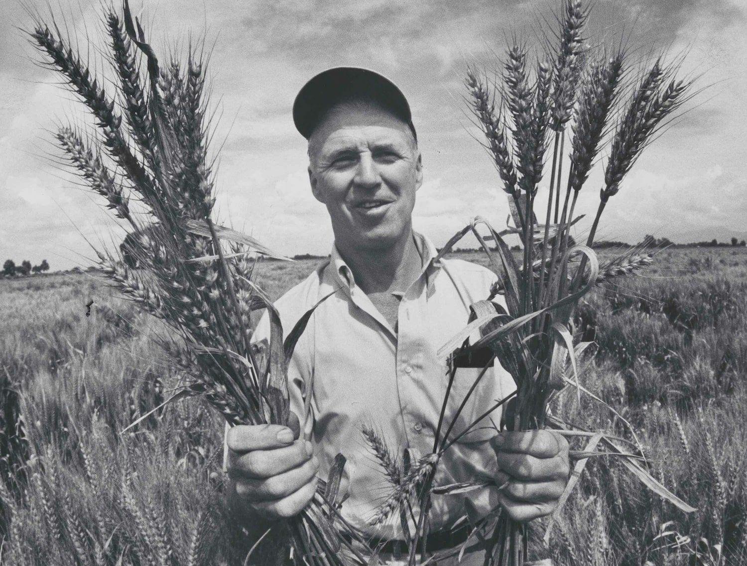 Норман Борлоуг в испытаниях пшеницы