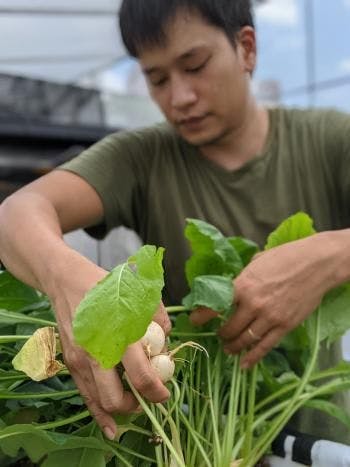 Ben Ang, fundador de Natsuki's Garden, cultiva vegetales en su invernadero.