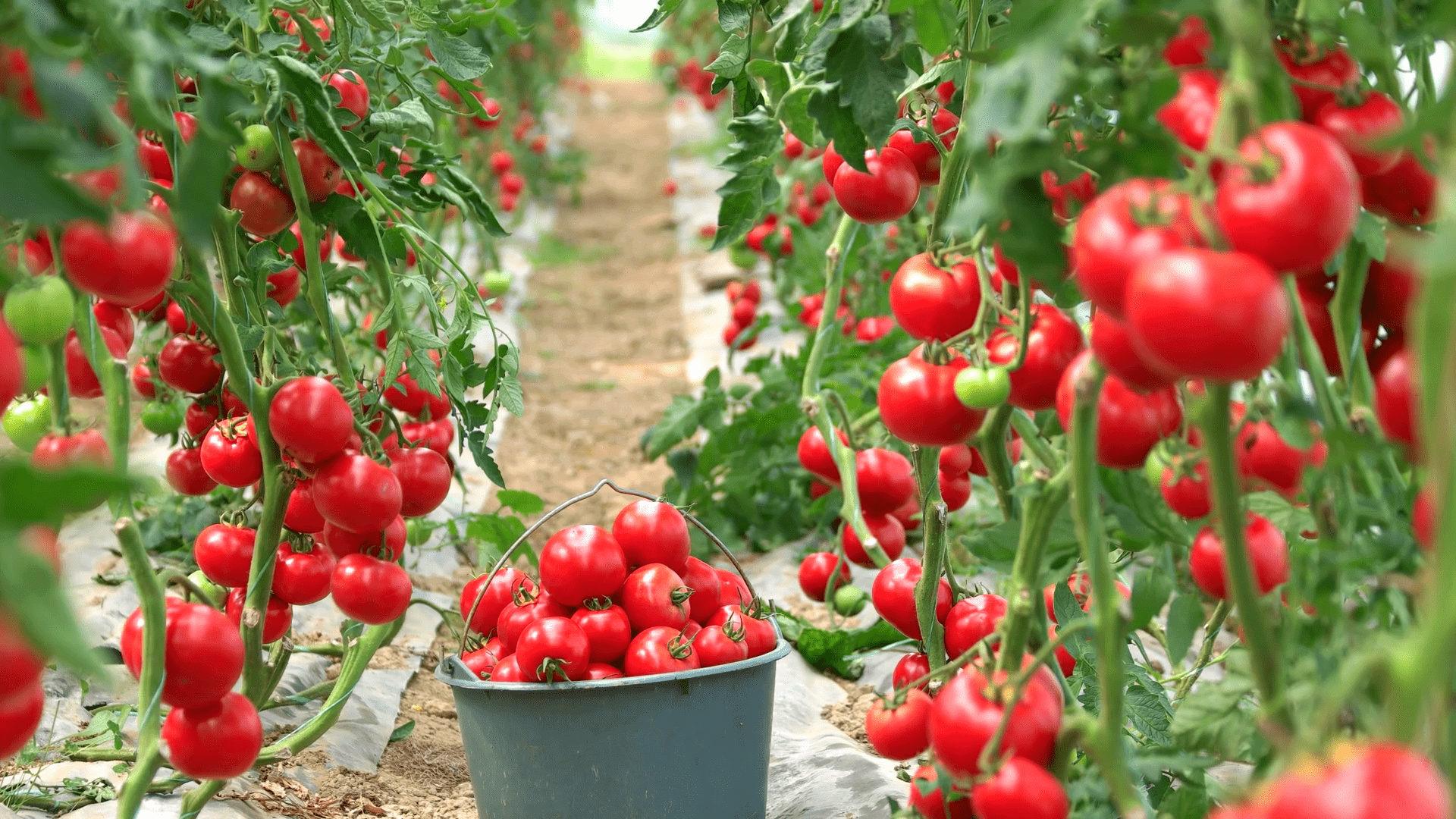 Получить хороший урожай помидор. Высокорослые помидоры. Высока рослы помидоры. Теплица с помидорами. Парник для помидоров.