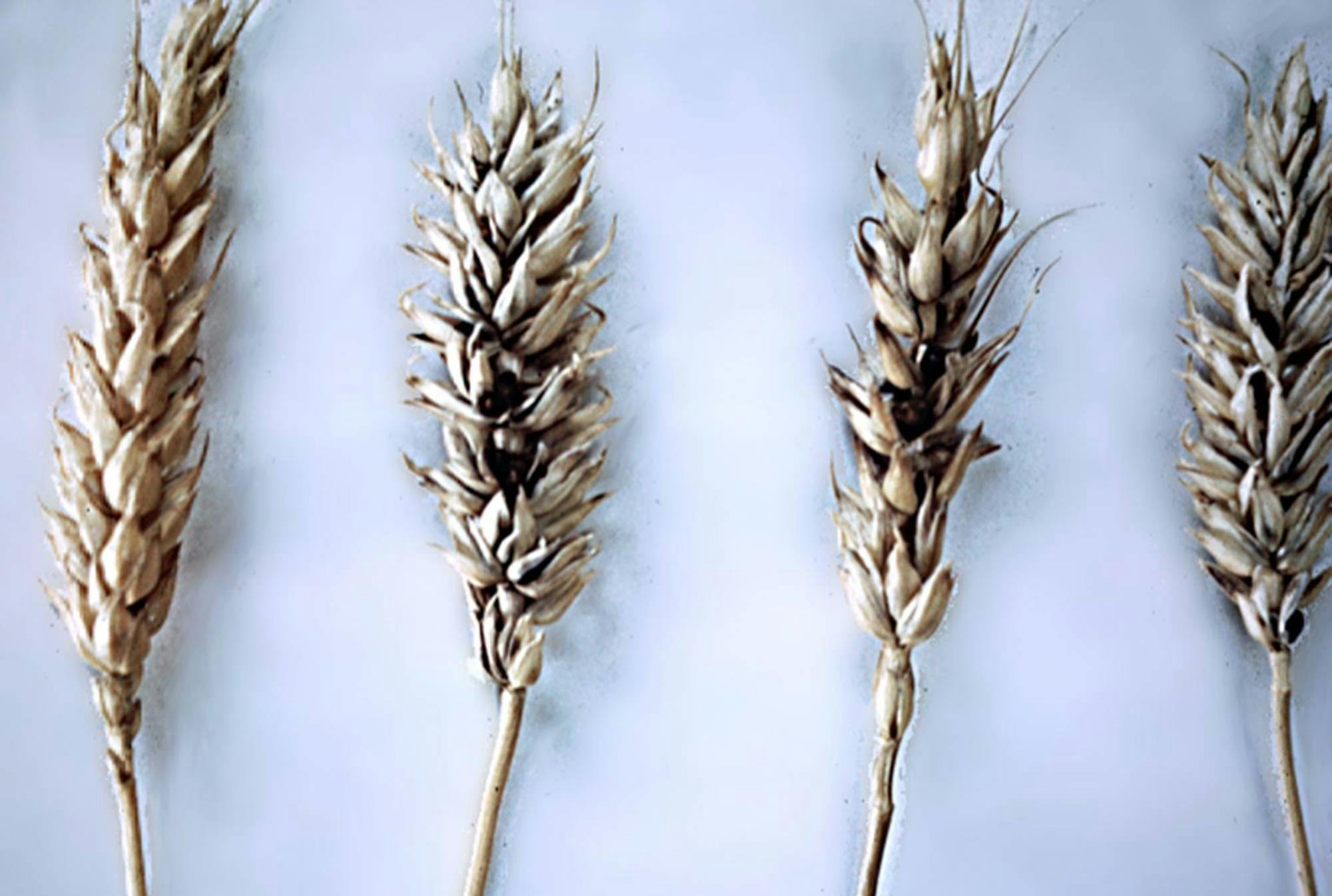 Buğday Gal Nematodu Mücadelesi & İlaçları