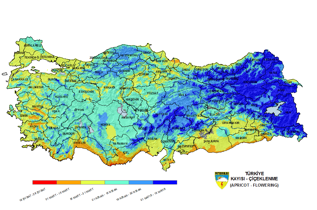 Türkiye'de bölgelere göre kayısı çiçeklenme zamanları