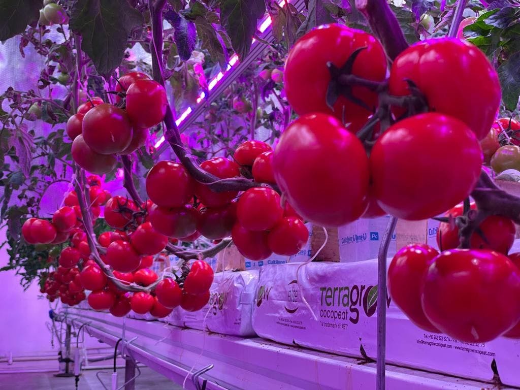 Fiberli tesislerinde led ışık ortamında yetiştirilen domatesler