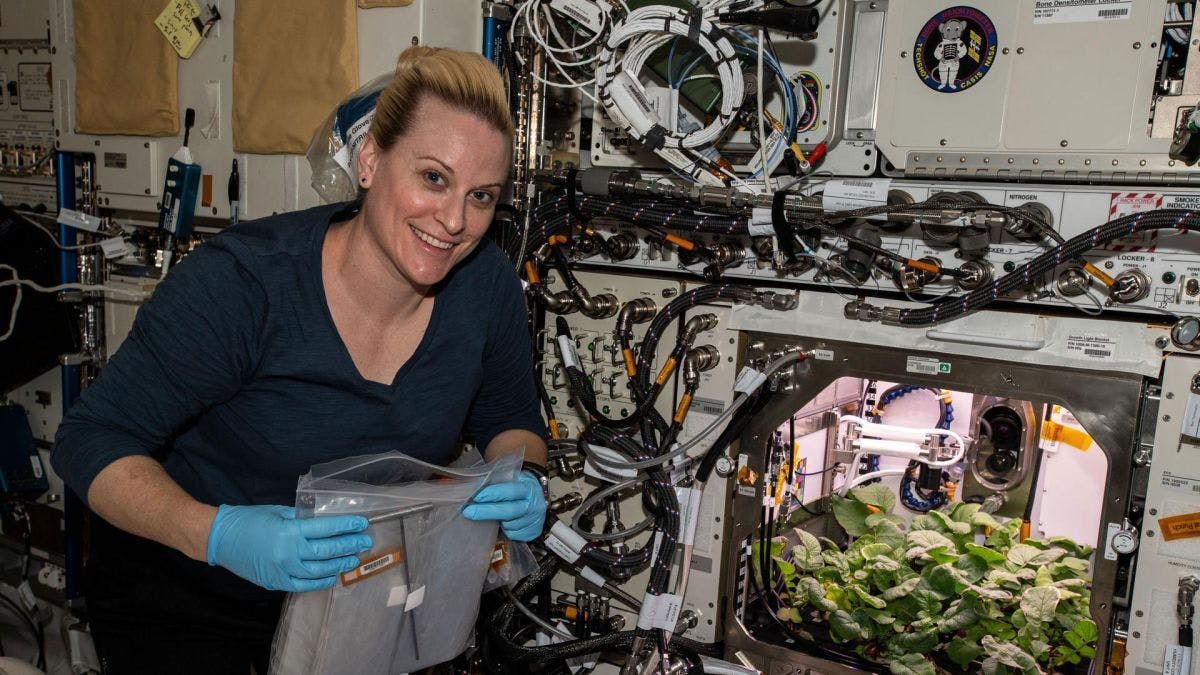 Uzay istasyonunda led ışık ortamında yetiştirme çalışmaları yapılan bitkiler
