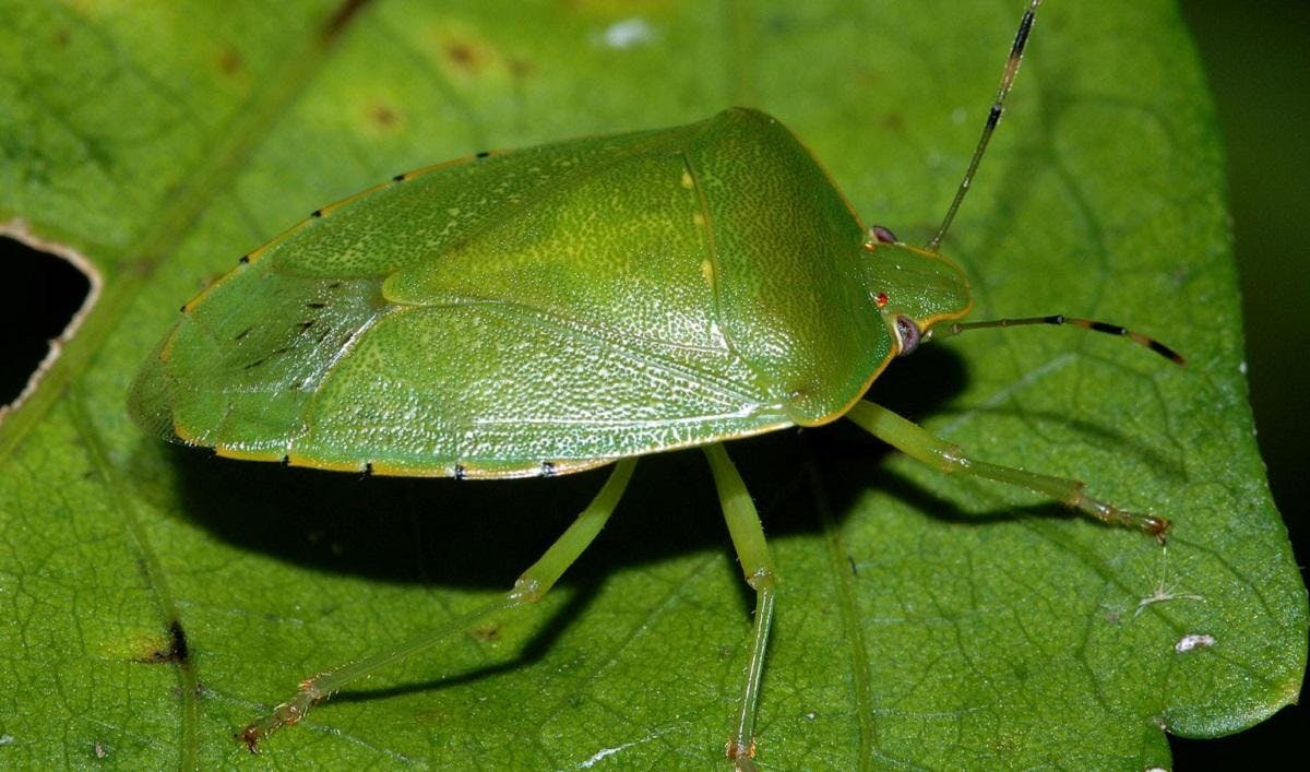 Pis kokulu yeşil böcek