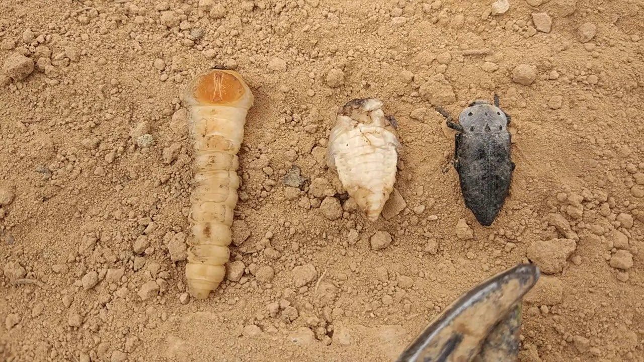 Capnodis larva ve ergin hali