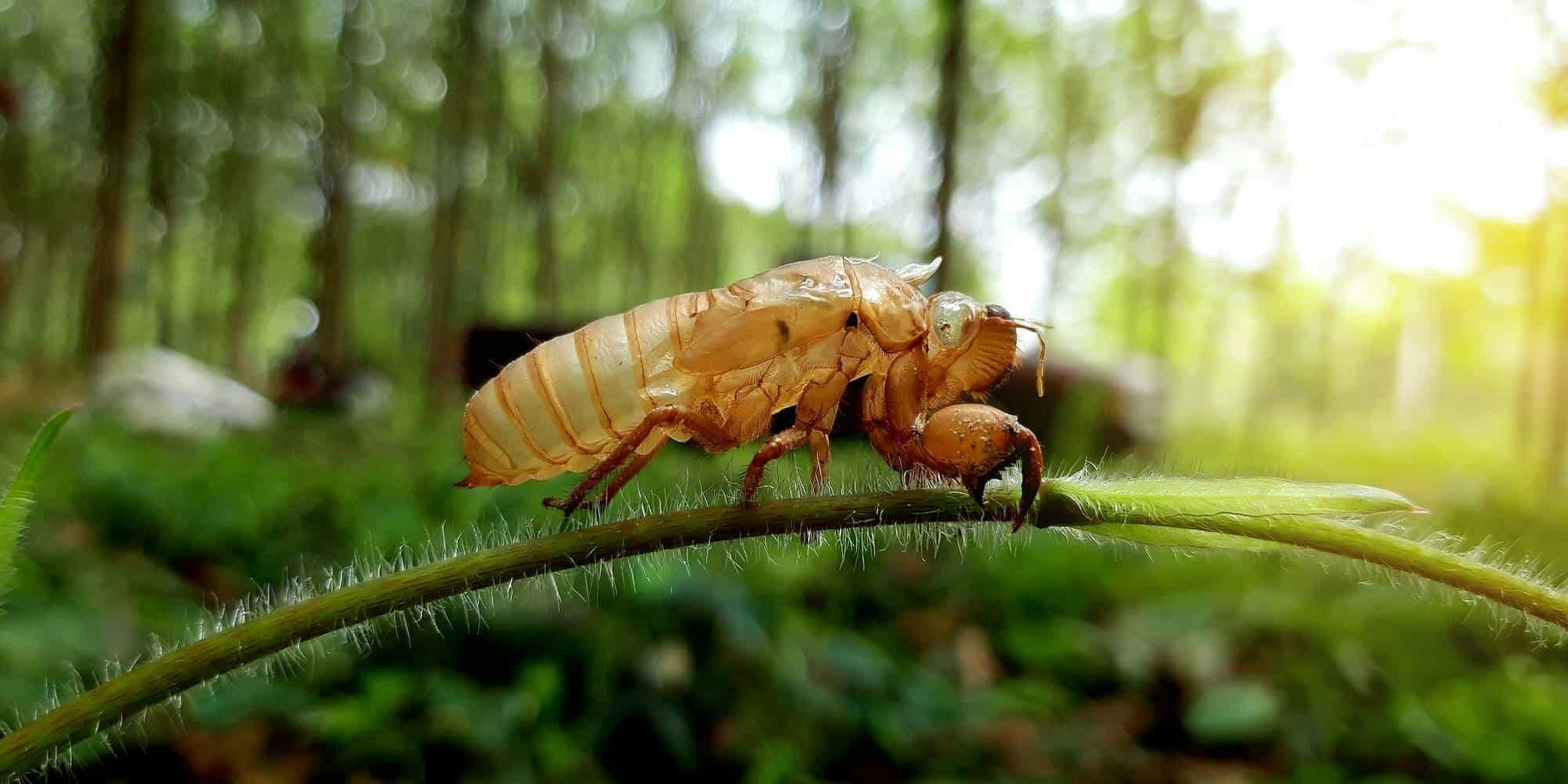 Asma Ağustos Böceği Mücadelesi & İlaçları