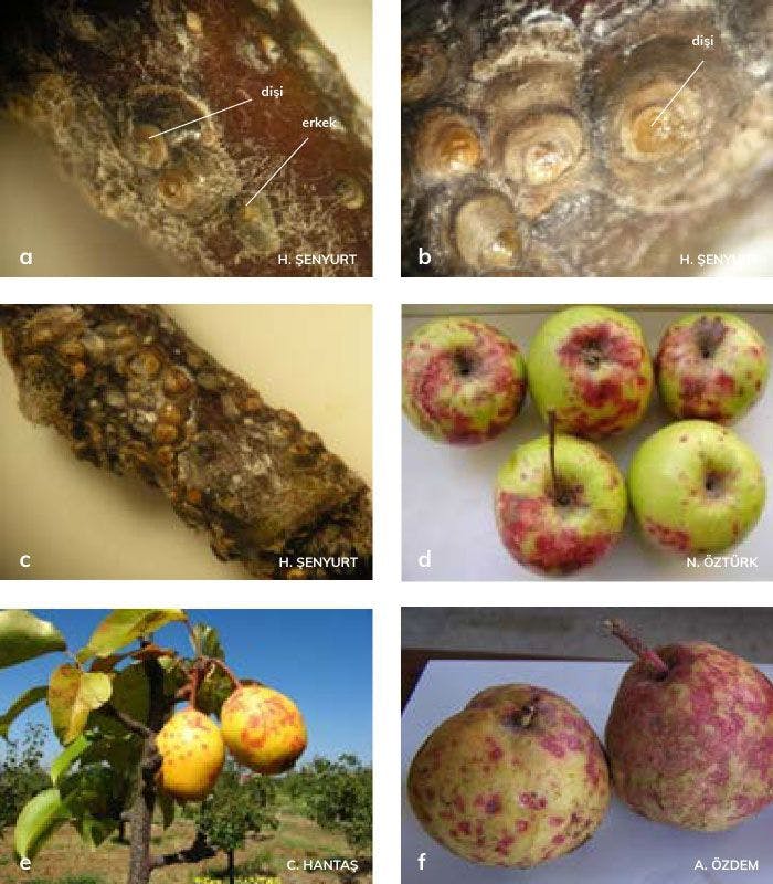 San- Jose kabuklubiti’nin dişi ve erkek erginleri ile elma, armut ve ayvadaki zararları