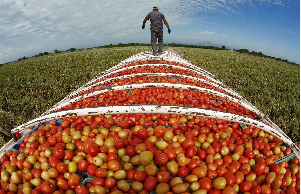 Meksika da domates hasatı