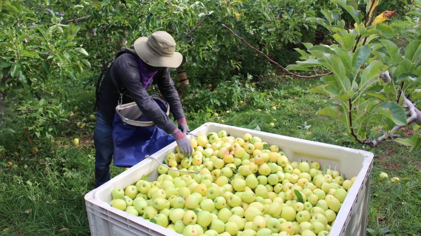 Elma Armut ve Ayva Bahçelerinde Örnekleme ve Kontrol Yöntemleri