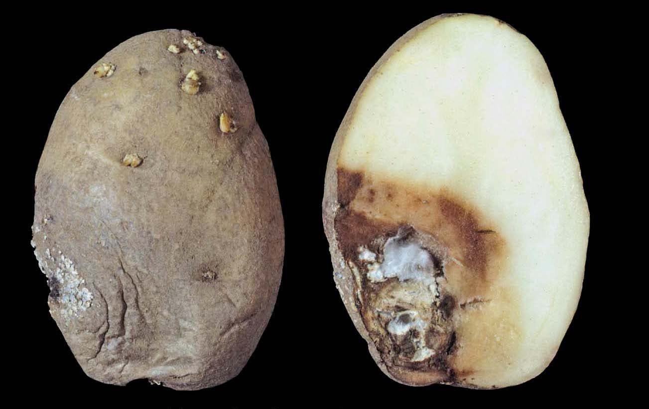 Patateste Kuru Çürüklük Mücadelesi & İlaçları