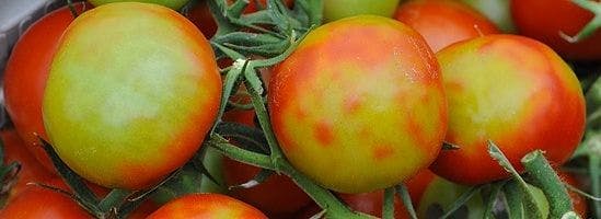 Virüsün domateslerdeki etkisi