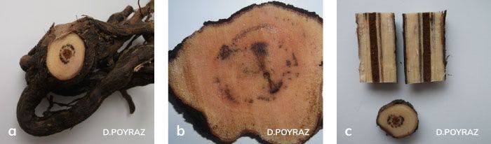 Petri hastalığının asma fidanındaki odun dokusu belirtileri