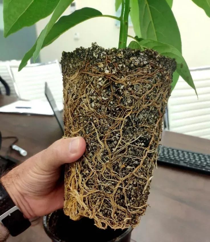 Avocado Seedlings Sterile Tissue Min