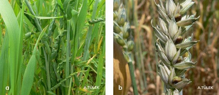 Buğday gal nematodunun yapraklarda oluşturduğu belirtiler ve başakta oluşturduğu belirtiler