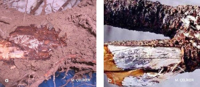 Armillaria kök çürüklüğü etmeninin iç kabuk ve odun dokusunda meydana getirdiği beyaz fungal tabaka