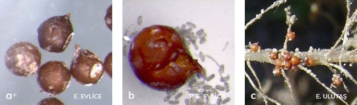 patates kist nematodunun mikroskoptaki ve kök üzerindeki görünümü