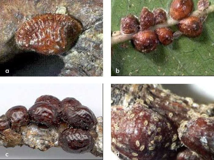  Kahverengi koşnil’in Dişisi ve Yumurtadan yeni çıkmış larvaları