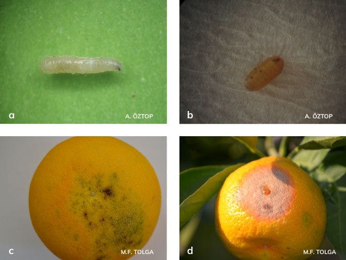Akdeniz Meyve Sineği larvası ve zararı