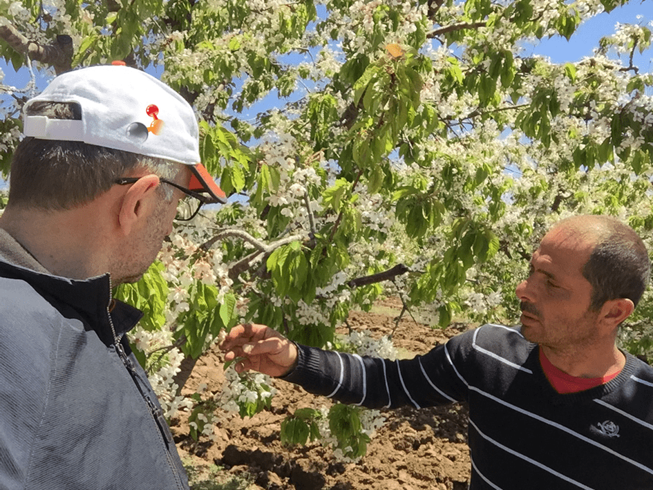 Mustafa Dere ve Erhan Petek kiraz ağaçlarını kontrol ederken