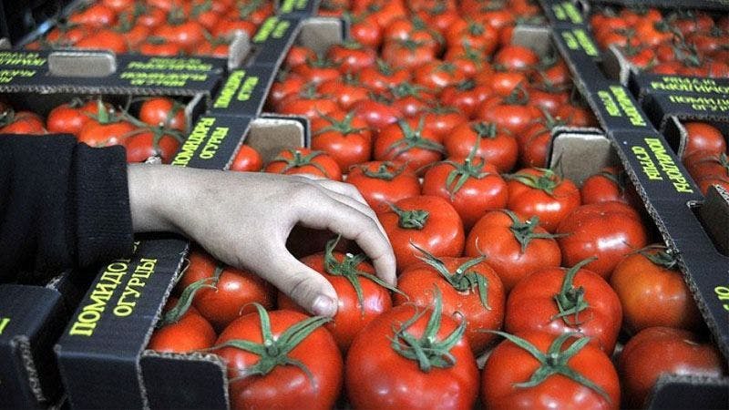 İhracat için kasalanan Rus domatesleri