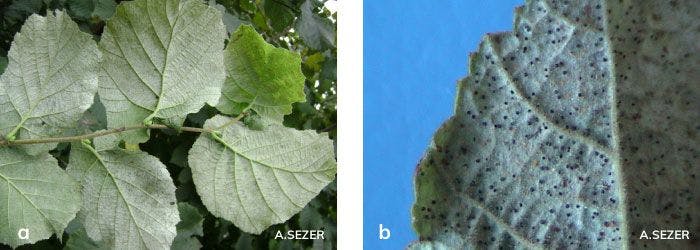 Fındık yapraklarının alt yüzeyinde P. guttata’nın neden olduğu belirti
