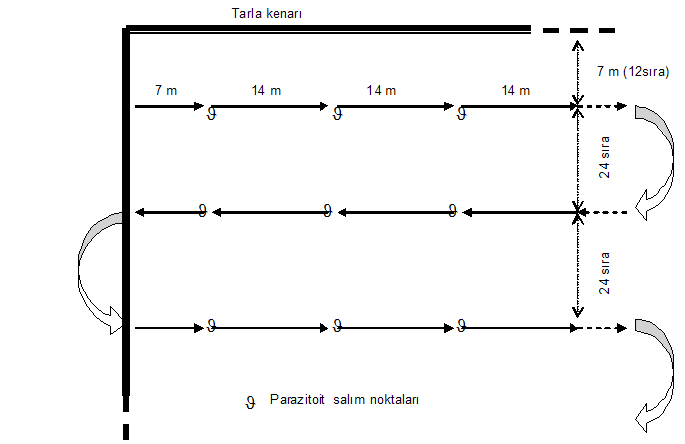 Trichogramma spp.’nin tarlaya salım planı