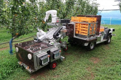 Robotun meyve toplama anı