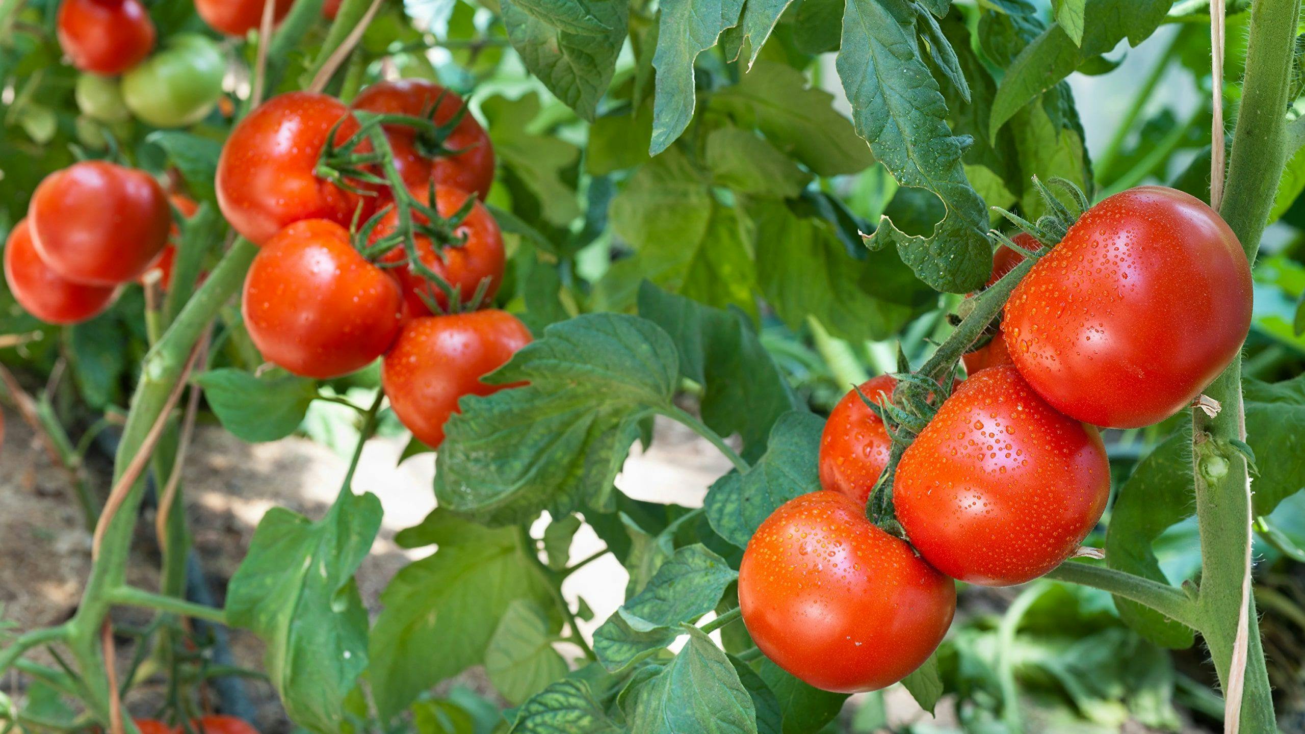 Sıvı gübre uygulamasıyla yetişmiş domates.