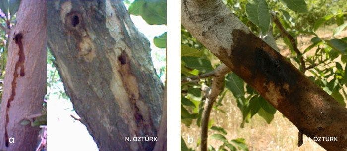 Ağaç sarıkurdu larvasının giriş yaptığı galeride oluşan bitki özsuyu akıntısı ve Ağaç sarıkurdu’nun zararı sonucu yoğun bitki özsuyu akıntısı