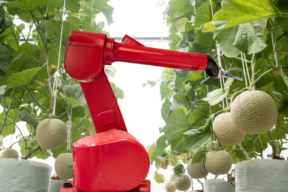 Kavun hasatı yapan bir robot