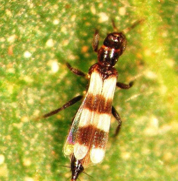 Aeolothrips sp. ergini