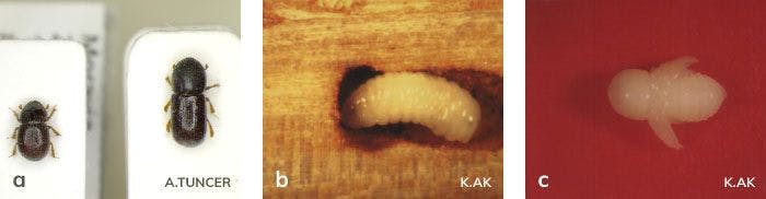 Dalkıran dişisi ve erkeği, larvası