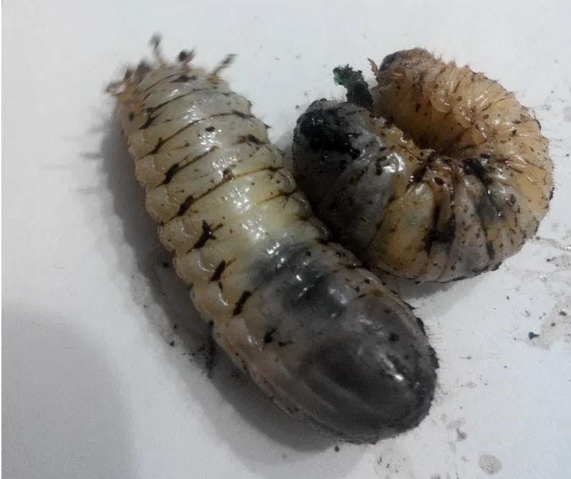 Mayıs ve Hazian böceği larvaları