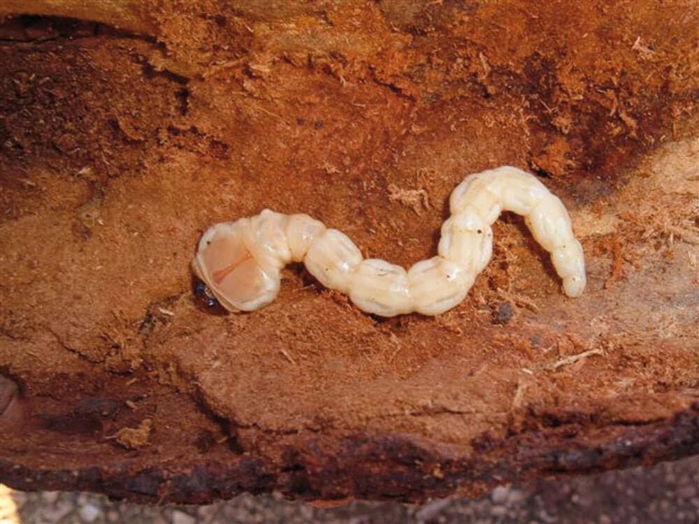 Capnodis larvası