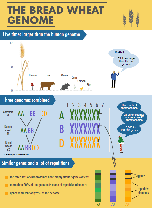 Ekmeklik Buğday Genomu