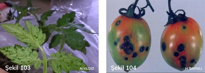 Bakteriyel leke hastalığının domates yapraklarında belirtisi