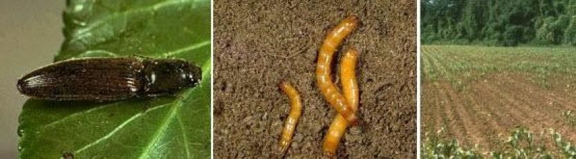 Tel kurdu larva, ergin ve zararı