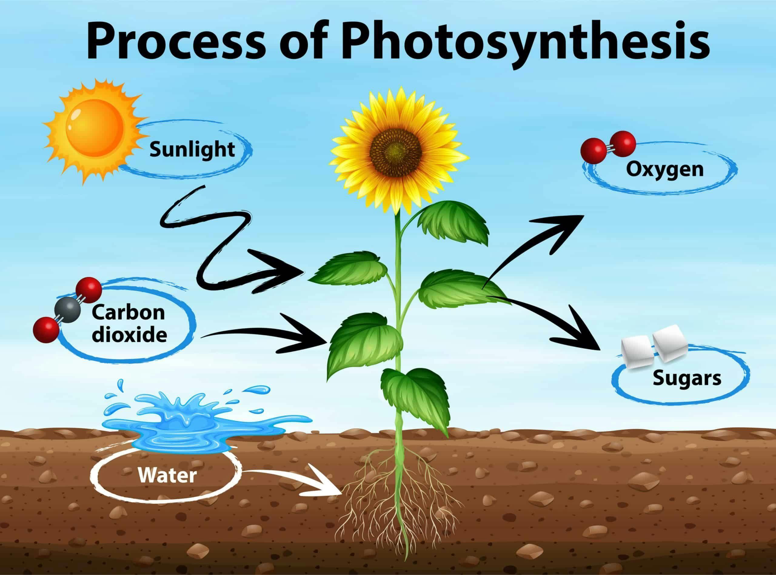 Photosynthesis Diagram Scaled Min
