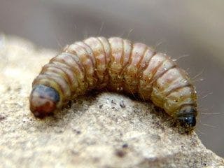 Avrupa ayçiçeği güvesi larvası