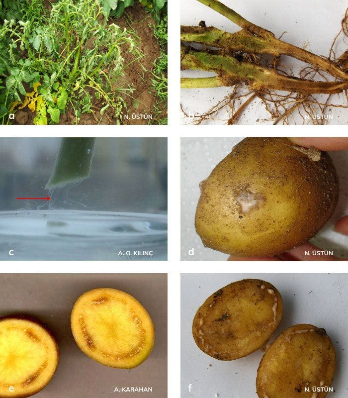Bakteriyel solgunluk ve patates kahverengi çürüklük hastalığının bitki ve yumrudaki belitileri