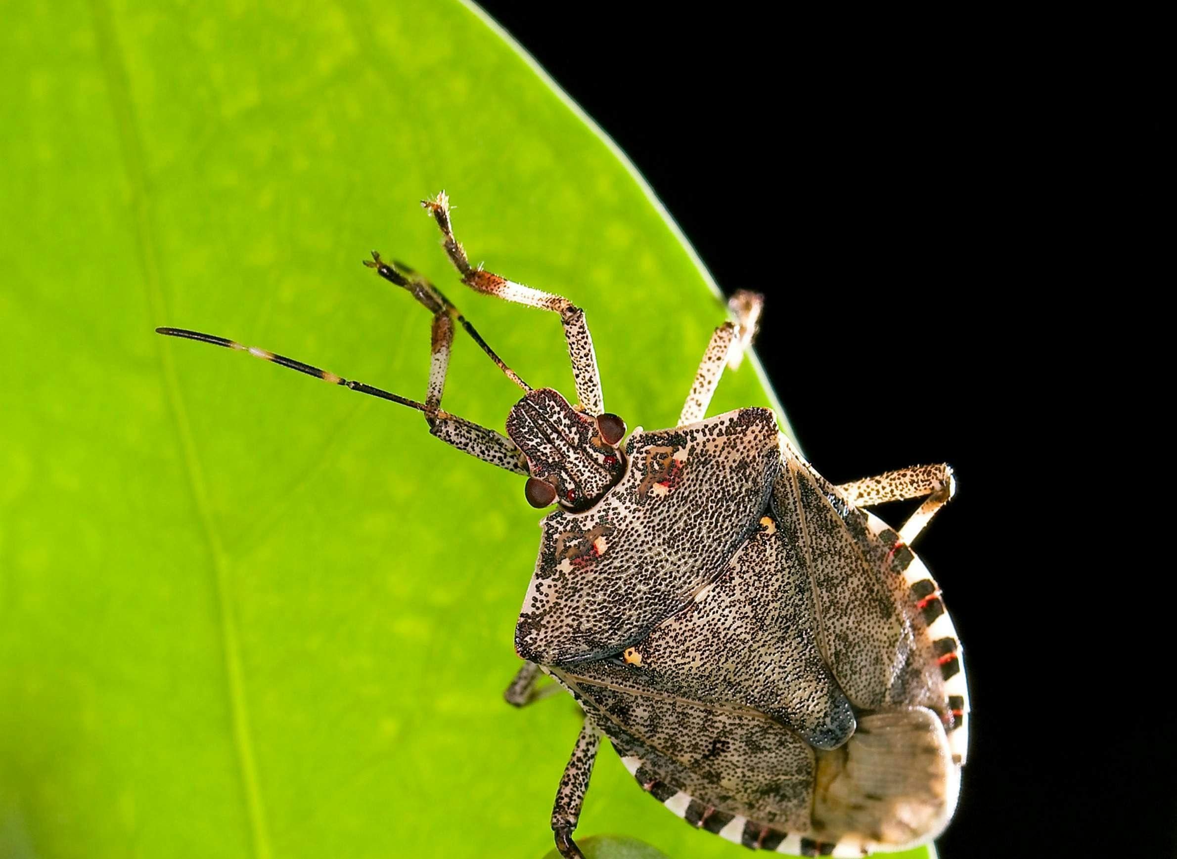 Kahverengi kokarca böceği