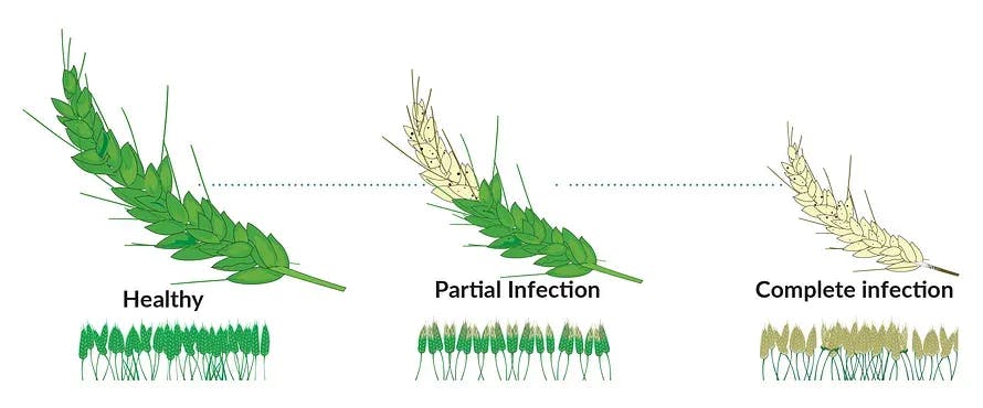 Wheat Blast Infection Min