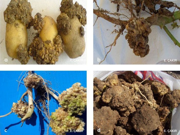 Patates siğil hastalığı ve bitkideki zararları