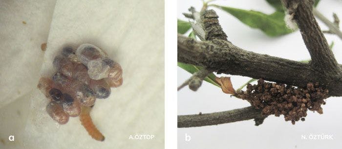Ağaç sarıkurdu’nun birinci dönem larvaları ve galeri ağzındaki beslenme pislikleri