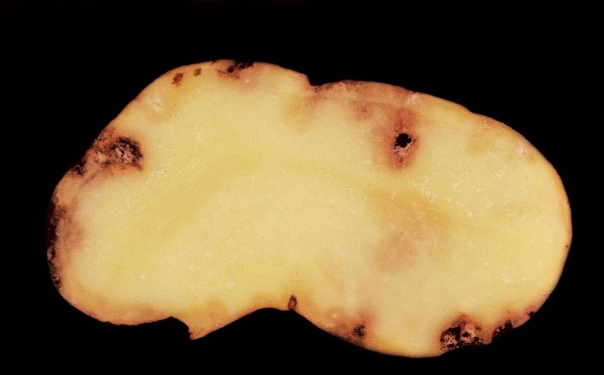 Patates Çürüklük Nematodu Mücadelesi & İlaçları
