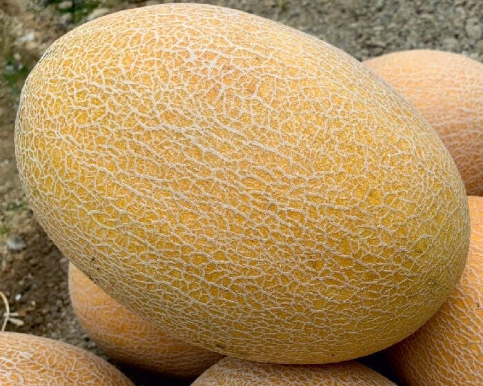 Ananas: 19-328 F1 - Genetika Tohum