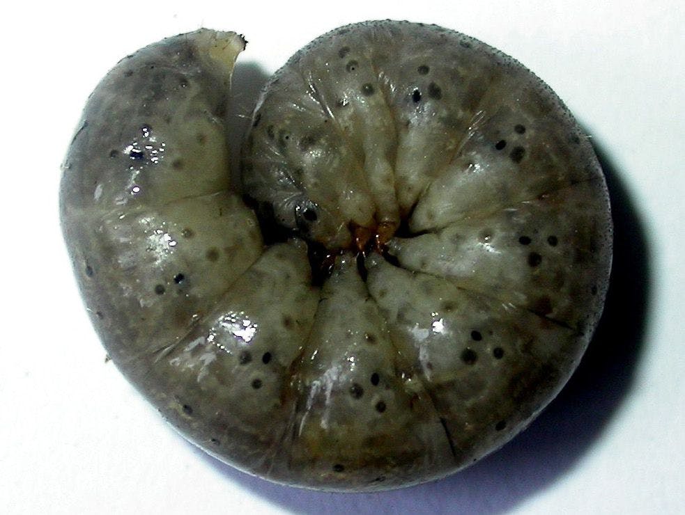 Bozkurt larvası